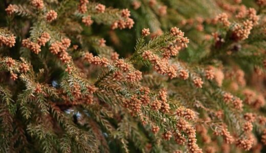 花粉症 の記事一覧 看護師が投資でfireを目指す